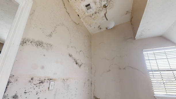Best Dehumidification Services  in Pinebluff, NC