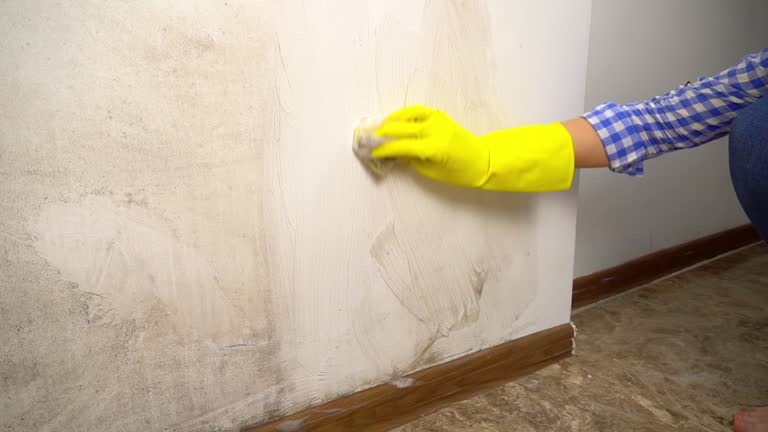 Professional Mold Removal in Pinebluff, NC