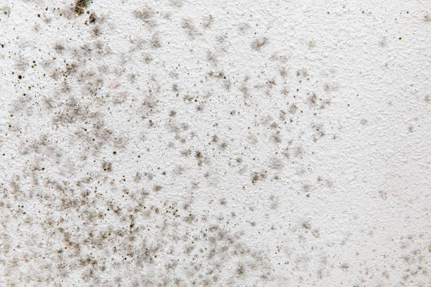 Mold Documentation for Insurance Claims in Pinebluff, NC