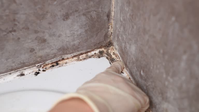 Best Industrial Mold Remediation  in Pinebluff, NC