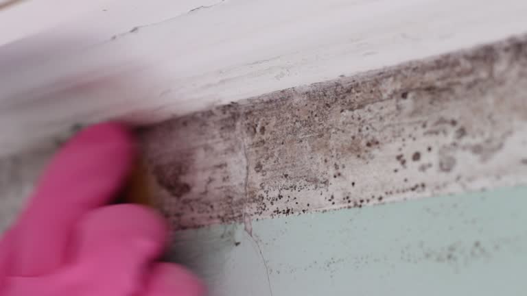 Best Mold Odor Removal Services  in Pinebluff, NC